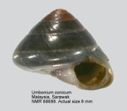 Umbonium conicum